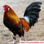 Susucaokhoe.com - Giải mã giấc mơ đánh lô đề con gì, Số mấy, Điềm báo tốt hay xấu, Hên hay xui