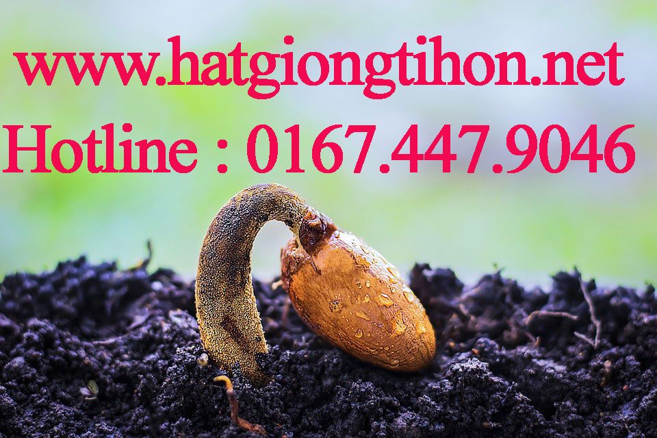 Hạt-giống-ti-hon-net.jpg