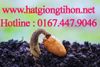 Hạt-giống-ti-hon-net.jpg