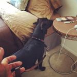 bed bug exterminator dallas texas