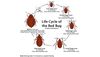 Bed bug exterminator service dallas
