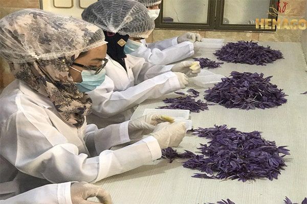 thu hoạc nhụy saffron