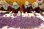 thu hoạch saffron thô