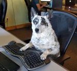 doggie.jpg