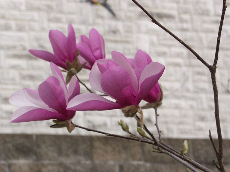 20150325TulipTree.jpg