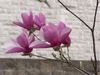 20150325TulipTree.jpg